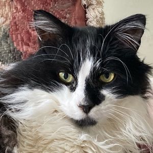 Meet your Posher, Calvin